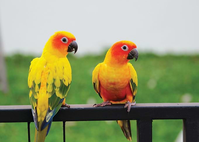 Parrot