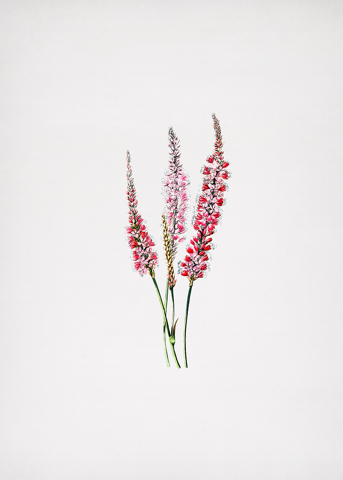 Vintage Polygonum Flower