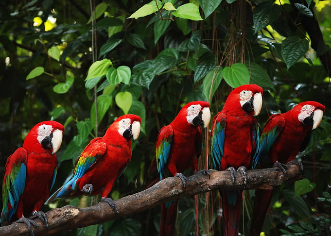 Parrot