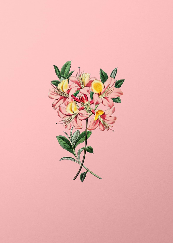 Changeable Pontic Azalea