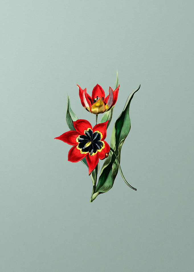 Red Strong Smelling Tulip