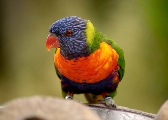 Parrot