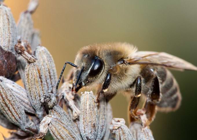 Bee