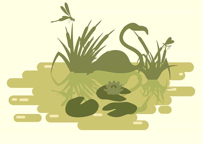 Swamp Landscape