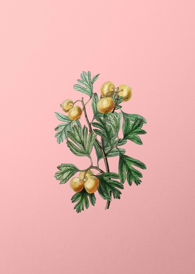 Aronia Thorn Flower