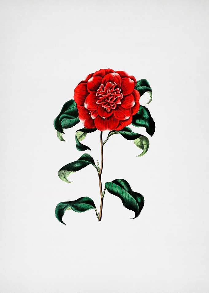 Vintage Crimson Camellia
