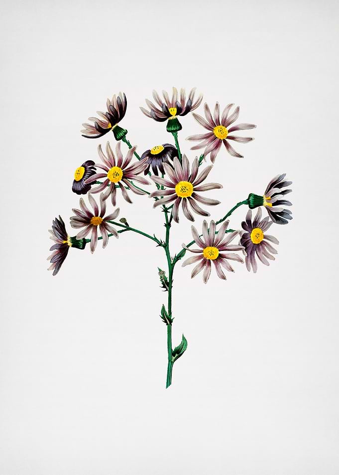 Lilac Senecio Flower