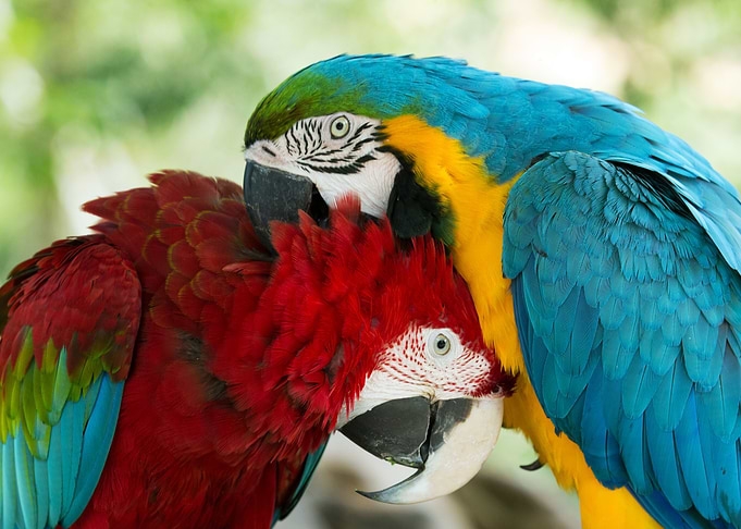 Parrot