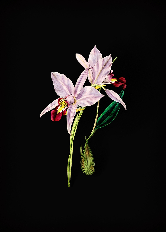 Two Edged Laelia