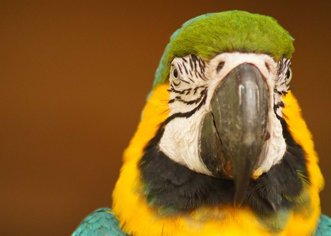 Parrot