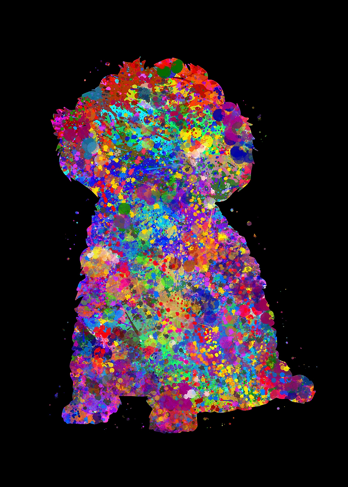Toy Poodle dog