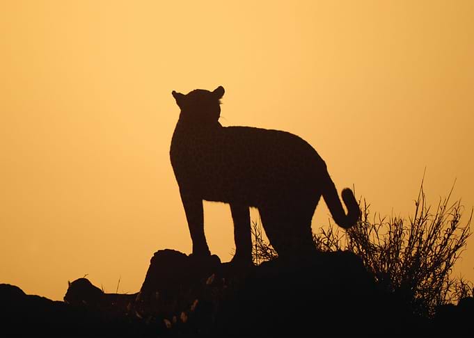 Leopard
