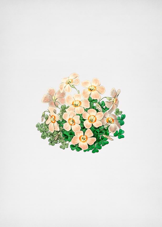Vintage Oxalis Flower