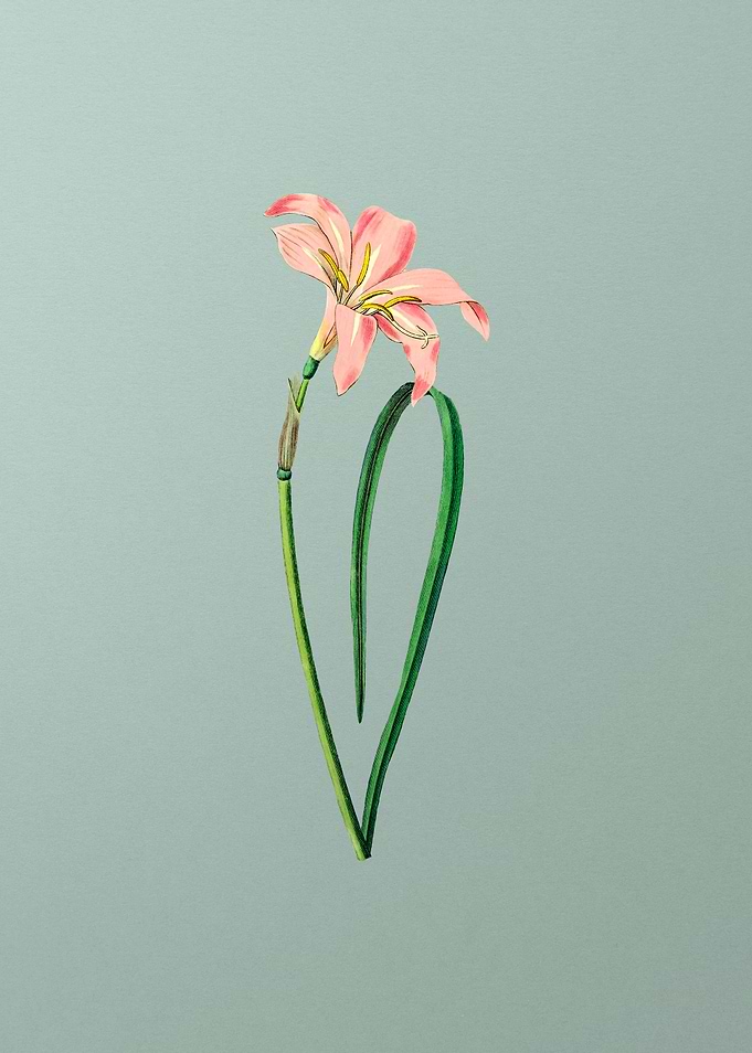 Spofforth Zephyranthes