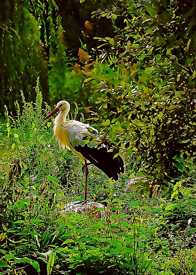 stork poster