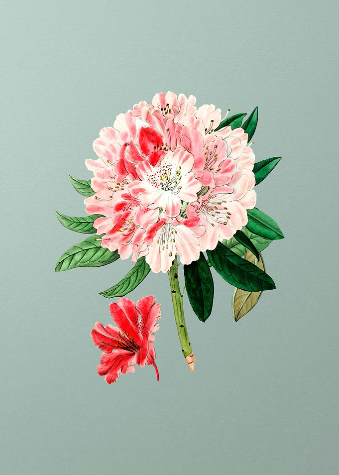 Rhododendron Flower