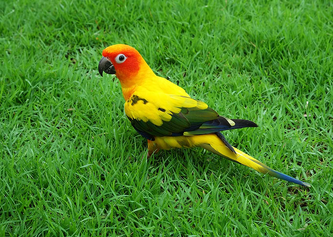 Parrot