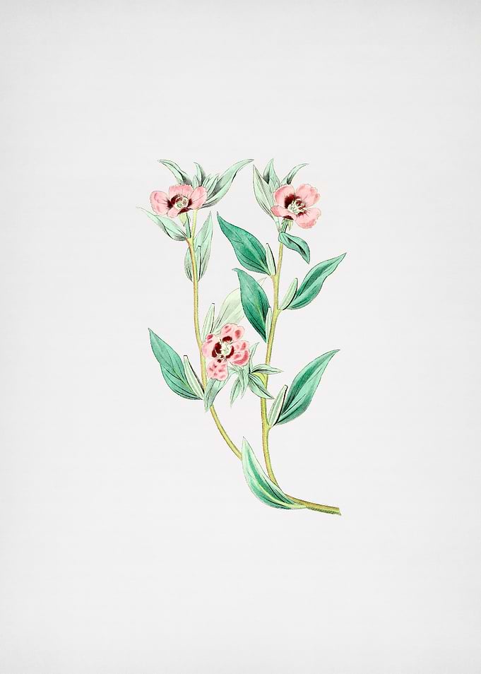 Long Branched Enothera