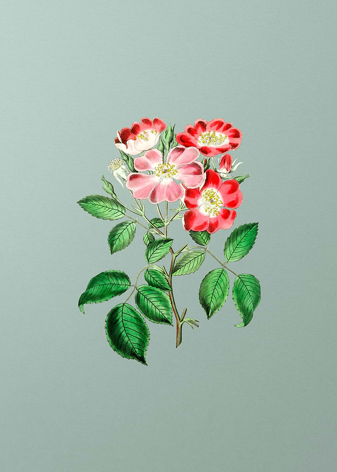 Rose Clare Flower