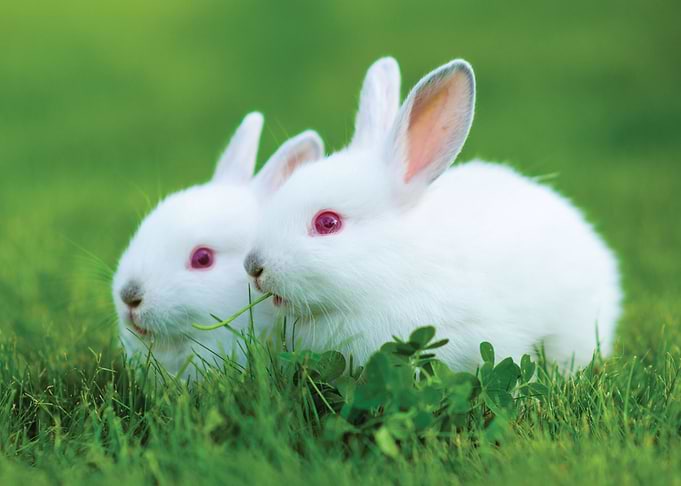 Rabbit