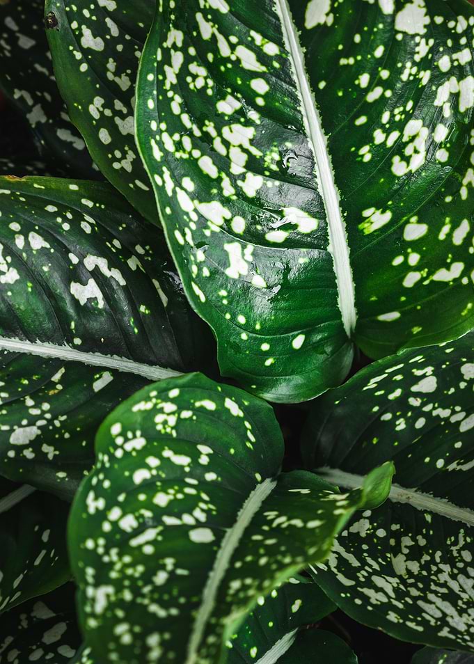 Dieffenbachia leaves