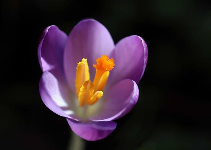 Flower Power