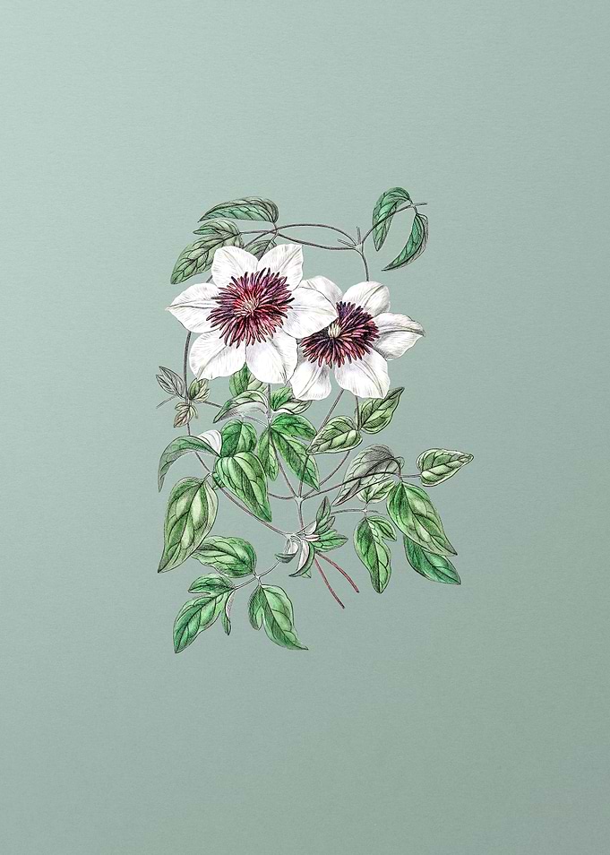 Siebalds Clematis on Mint