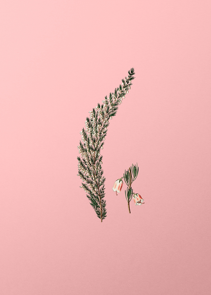 Bell Bearing Heath Flower