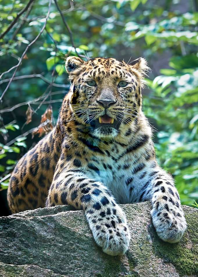 Leopard