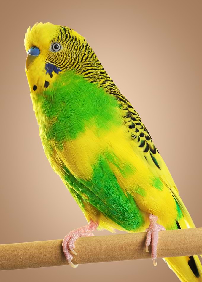Parrot