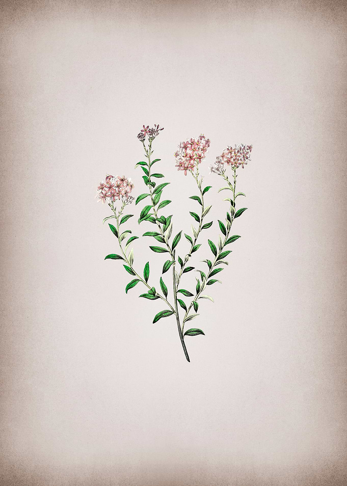 Selago Flower on Pink