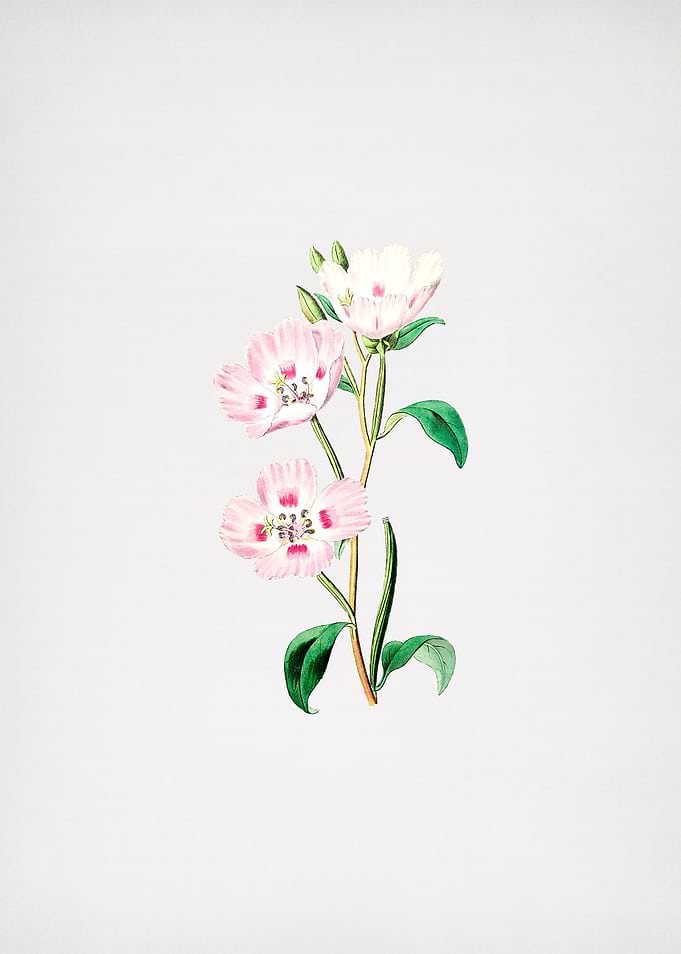 Pink Oenothera Flower