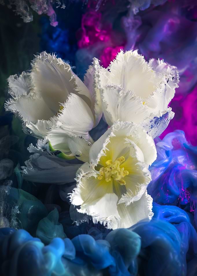 White Tulips