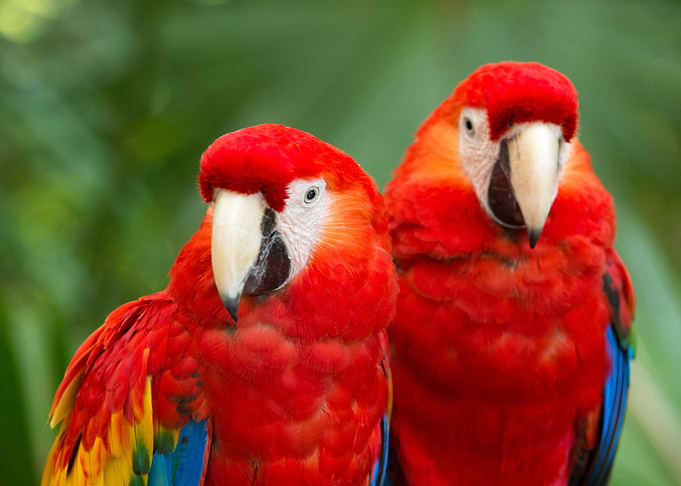 Parrot