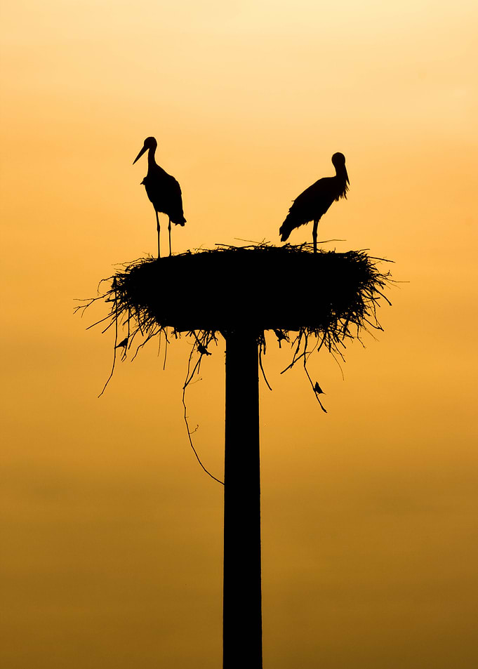stork poster