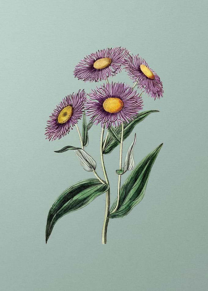 Shewy Stenactis on Mint