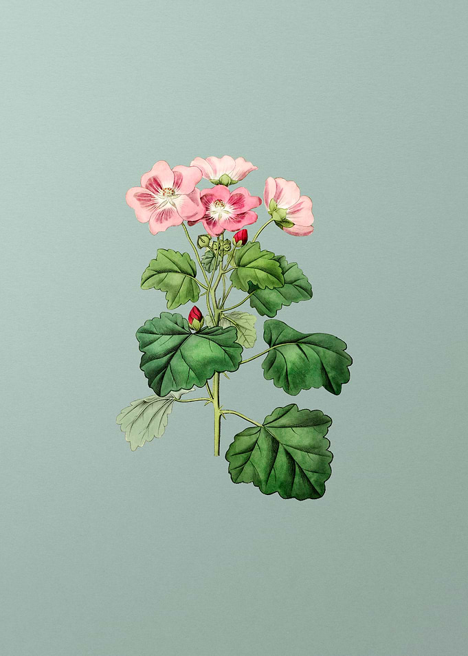 Rhomb Leaf Palavia Flower