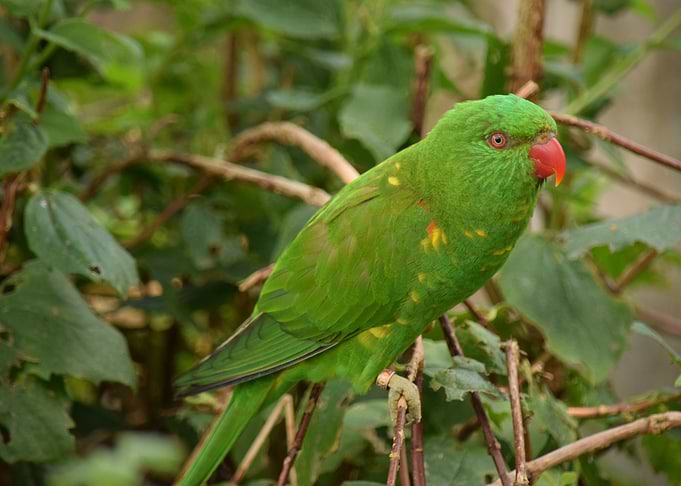 Parrot