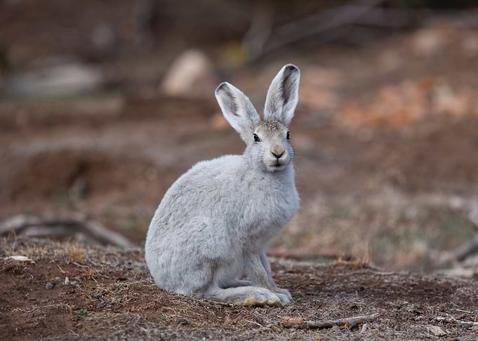 Rabbit