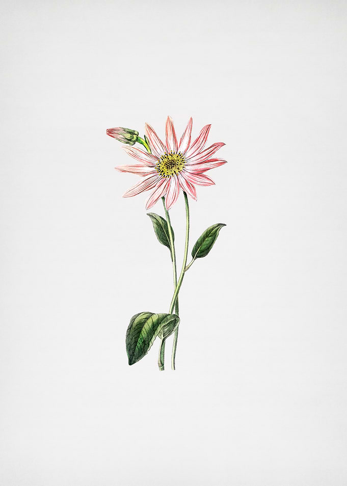 Vintage Echinacea on Paper
