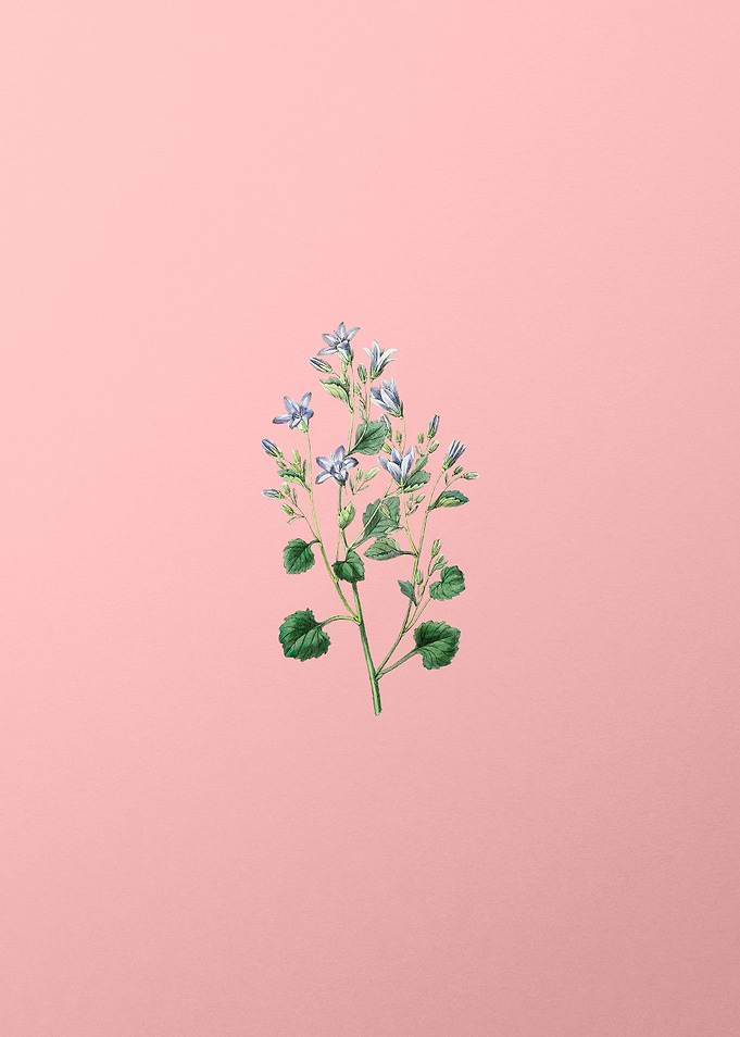 Dalmatian Wall Campanula