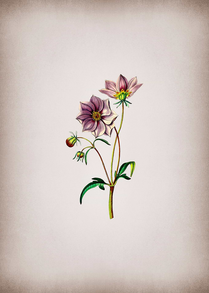 Dwarf Dahlia