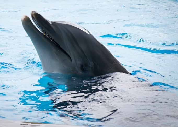 Dolphin