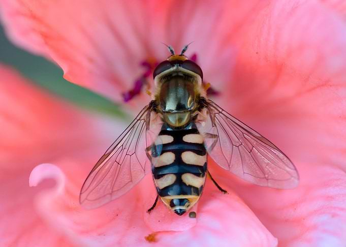 Bee