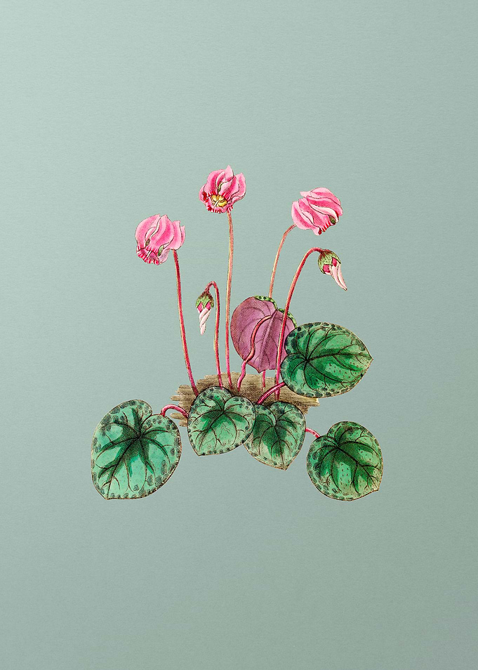 Shore Cyclamen Flower