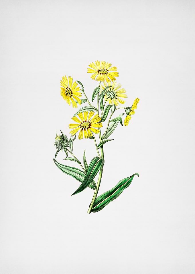 Vintage Madia Flower