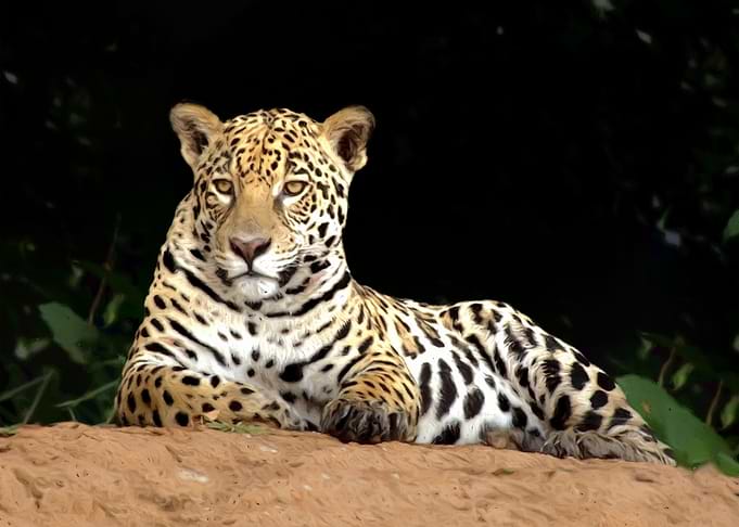 Leopard