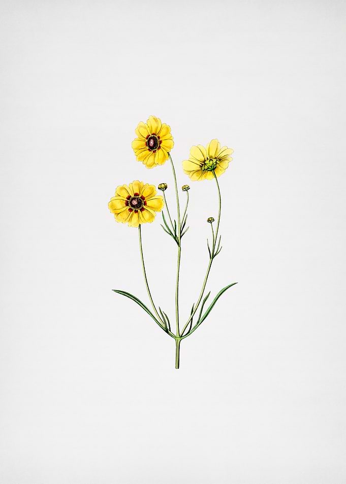 Vintage Coreopsis Flower