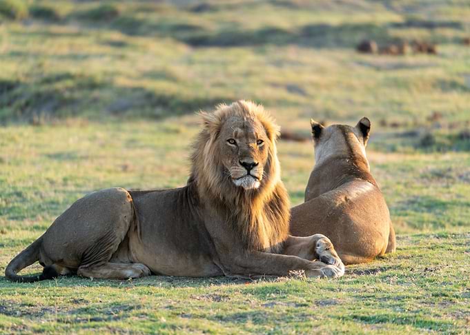 body lion two sit