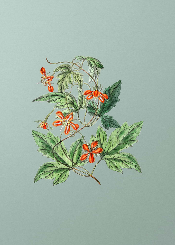 Red Loasa Flower